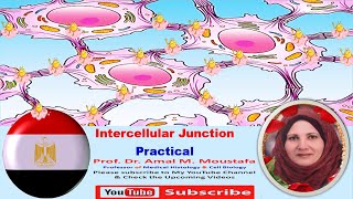 Practical Histology of intercellular Junction Tight Junction Desmosomes Gap junction [upl. by Denman]