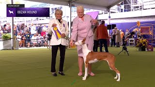 Ibizan Hounds  Breed Judging 2024 [upl. by Mohamed]