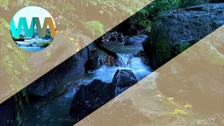 🔴Fall Into Relaxation With Serene Water Streaming [upl. by Einolem]