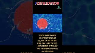 What is fertilization Fertilization क्या है reproduction [upl. by Cissiee]