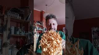 Italian 🇮🇹 Cordyceps militaris new strain mushroom rice medicinal exotic farming regenerative [upl. by Alyek425]