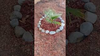 Planting a new Washingtonia Filifera California Fan Palm palms palmtrees planting garden [upl. by Salomo]