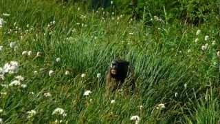 Marmot whistles [upl. by Domeniga248]