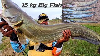 Big Fish Wallago Attu catfish  Big pathan Fish Video  Back to back Fishing Wallago  Fish Video [upl. by Ykroc]