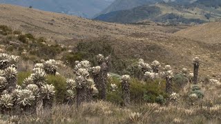 DUITAMA BOYACA leche quesos truchas y naturaleza Campo  Mundo del Campo [upl. by Carroll915]