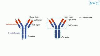 fragment crystallizable region English  Medical terminology for medical students [upl. by Assirk]