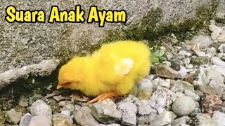 Anak Ayam mencari makan di bebatuan Suara Anak Ayam [upl. by Aissac]