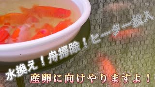 産卵に向け準備を進めました♪ [upl. by Hsu]