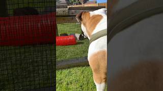 Excitable Tia Bulldog loves seeing family englishbulldog pets animals [upl. by Nyladnor971]