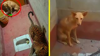 CÂMERA REGISTRA momento TENSO em que CACHORRO fica PRESO com um LEOPARDO em BANHEIRO [upl. by Dolora890]