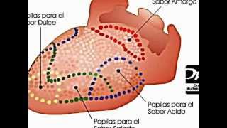 Anatomia y Fisiologia de La Boca [upl. by Yatnod]