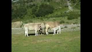 TERNERO AMAMANTANDO CRIA DE VACA TOMANDO LECHE MATERNAL ORDESA [upl. by Ardnasella585]