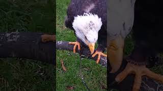 Bald Eagle wGolden Eagle Calling [upl. by Letsyrc]