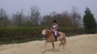 HAFLINGERS My Super Duper Lil Dressage Haflinger pony [upl. by Miriam]