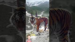 Wild Life Bengal Tiger In Snow Mountain Climb [upl. by Akenom213]