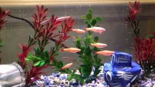 White Cloud Mountain minnows and gold fish Cold water tank [upl. by Wolbrom722]