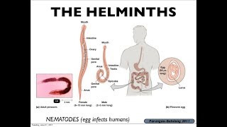 Microbiology of Eukaryotes Helminths [upl. by Mathi]