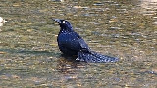 Greattailed Grackle Calling amp Bathing [upl. by Llednil559]