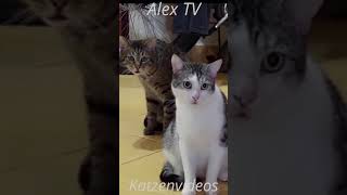 Lustige Katzenvideos 4 shorts [upl. by Merceer654]