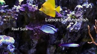 Lamarcks Angelfish Care Tips and Behavior [upl. by Congdon]