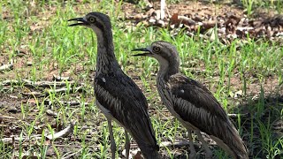 Bush Thickknees Birds of Australia [upl. by Terrill]