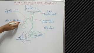 Extra hepatic biliary apparatus  Anatomy  Explanation [upl. by Nnairb524]