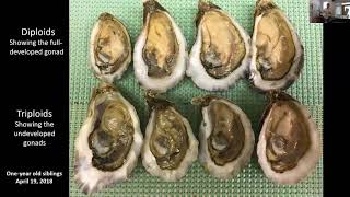 Application of Triploidy to an Emergent Oyster Culture Industry on Florida’s West Coast [upl. by Ventre]