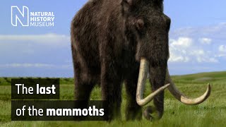 The last of the mammoths  Natural History Museum [upl. by Niac]