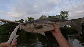 TopWater Stripers amp Bass Roanoke river Weldon boat ramp Weldon NC Rockfish capital of the world [upl. by Jareb]