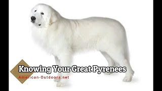 Getting To Know Your Pyreneese [upl. by Yarw]