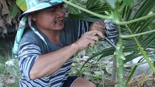 agricultureသဘော်ပင်အပင်သေးကိုင်းကူးနည်း စိုက်ပျိုးရေးကရင်သား စိတ်ဝင်စားရင့ဝင်ကြည့်လိုက်ပါ [upl. by Rolandson883]