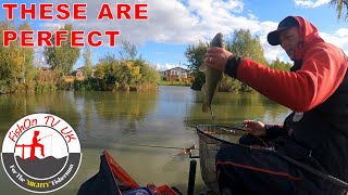 Baitech Rodmasters Day Three  Live Match Fishing  Lindholme Lakes [upl. by Illek341]