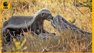 Honey Badger Bites Python The Painful Ending  Animal Fighting [upl. by Rosel]