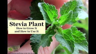 How to make Homemade Stevia Extract [upl. by Erialcyram447]