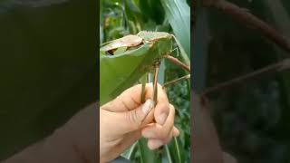 Grasshopper that gobbled after 6 Giant katydids from Malaysia zoospore grasshoppers insectsrule [upl. by Honna]