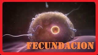 Como se forma un bebe  Fecundacion  Animado  Explicacion [upl. by Llerud665]