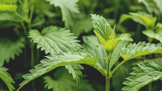 Nettle Natures power for immunity and overall health [upl. by Donal167]