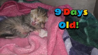 Graceys Kittens Are 9 Days Old 😻 [upl. by Mccartan67]