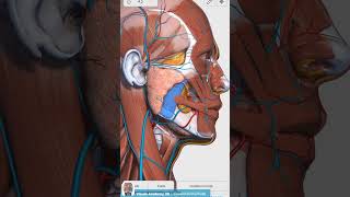 Visual Anatomy 3D  Facts about the Masseter muscle superficial part [upl. by Meraree70]