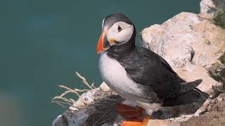 RSPB Bempton Cliffs 2022 featuring Puffins and the Northern Gannet [upl. by Naro338]