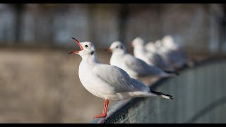 Mouette rieuse [upl. by Ranique]