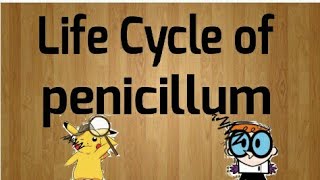 Life cycle of Penicillium [upl. by Ahsiret]