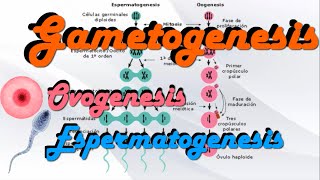 Gametogenesis  Ovogenesis y Espermatogenesis [upl. by Zenger]