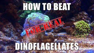 How To Actually Beat Dinoflagellates  For Real [upl. by Kerianne]