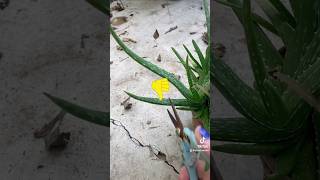 Aloe plant propagation aloe succulents plants [upl. by Atiuqad]