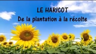 LE HARICOT  de la plantation à la récolte [upl. by Golda]