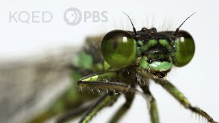 These Rare Damselflies Find Love With a Twist in Fog City  Deep Look [upl. by Erdnoed]