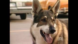 The Littlest Hobo Season 5 Episode 1 [upl. by Anelliw]