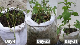 How to grow Amaranthus from cuttings  growing Amaranthus from Cuttings  Gardengineer [upl. by Dolloff]