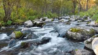 1h bruit de rivière  Musique de la nature  Calme et RELAX  détente et méditation [upl. by Ylrac]